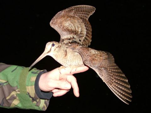 A Woodcock ringed and ready to go © Owen Williams