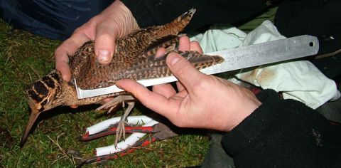 Measuring wing length of a Woodcock © Owen Williams