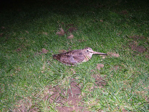 A Woodcock released onto the ground after ringing © Owen Williams