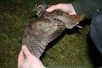 Ageing a Woodcock by examination of wing feathers © Owen Williams